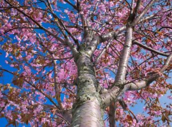 下から見上げる桜の木